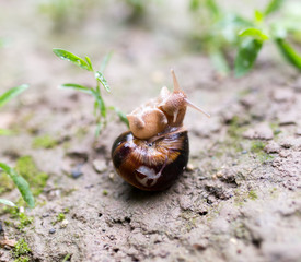 snail on the ground in nature