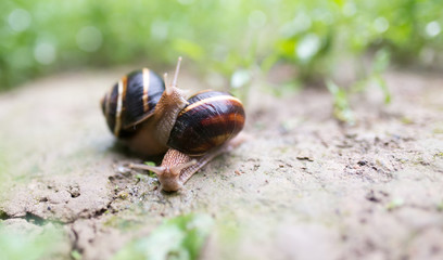snail on the ground in nature