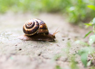 snail on the ground in nature
