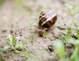 snail on the ground in nature
