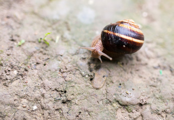 snail on the ground in nature