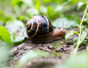 snail on the ground in nature