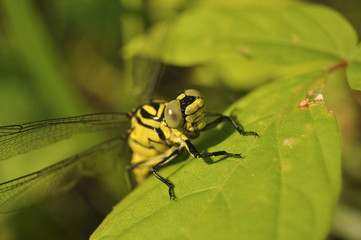 Стрекоза сидит в траве насекомые макро природа портрет
