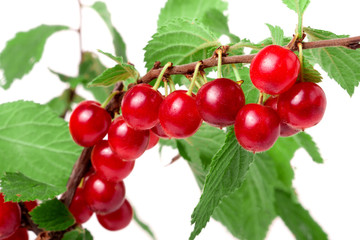 felted cherry branch isolated on white background