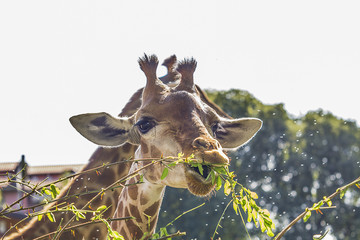 portrait of a giraffe