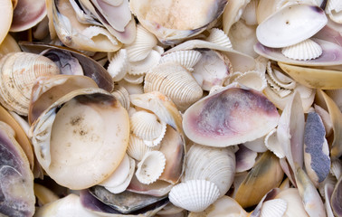 seashells as a background on the counter market