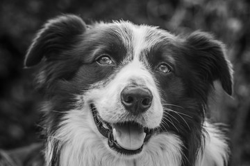 expression of a border collie.