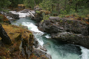 Cathedral Grove Waterfall