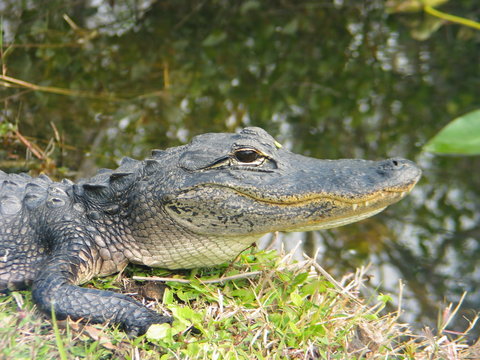 Florida Everglades Crocodile