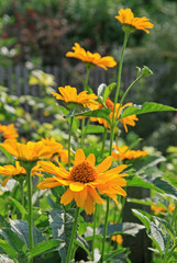 Yellow flowers of Heliopsis in a garden in summer