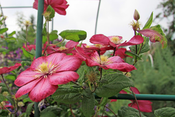 Pink clematis flowers in a garden in summer