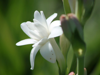 Close-up with tuberose flowers