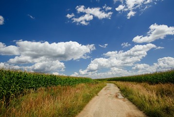 Fototapeta premium Old broken sand path between fields with corn