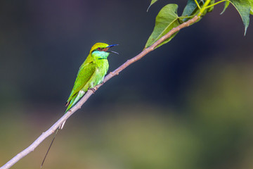Green bee-eater in Bardia national park, Nepal