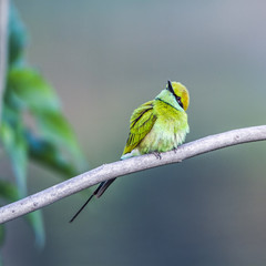 Green bee-eater in Bardia national park, Nepal