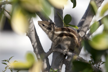 chipmunk hiding in the foliage