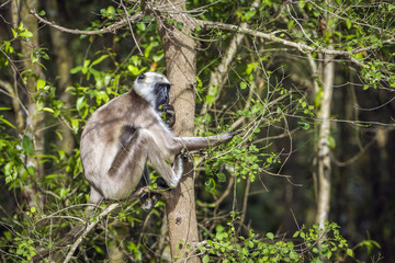 Hanuman Langur in Bardia national park, Nepal