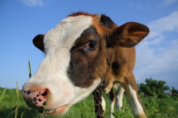 cow  grazing at summer green field