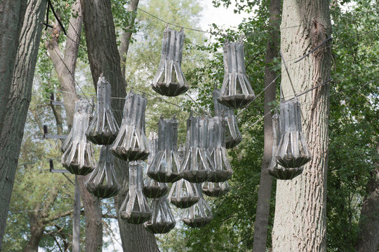 Bat Colony Housing In Woods.