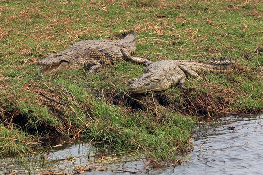 Two adult crocodile lying on river bank in the reserve Chobe, Botswana
