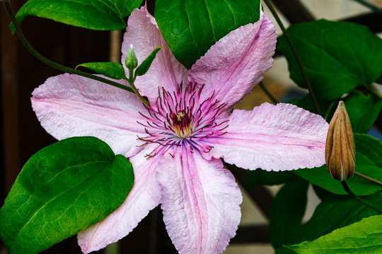 Flowers of Clematis trying to reach sun, square.