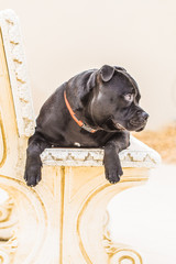 Portrait of a black staffordshire bull terrier dog sitting on a stone bench with his paws hanging...