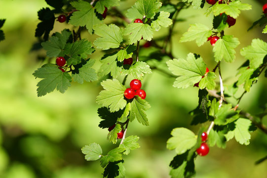 Mountain currant or alpine currant  (ribes alpinum) - leaves and fruits.