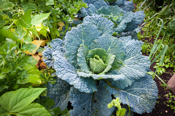 Wirsingkohl, Gemüsegarten, Brassica oleracea convar. capitata v