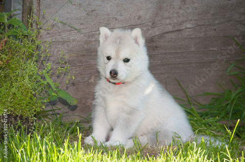"Husky Welpe mit weißem Fell" Stockfotos und lizenzfreie Bilder auf