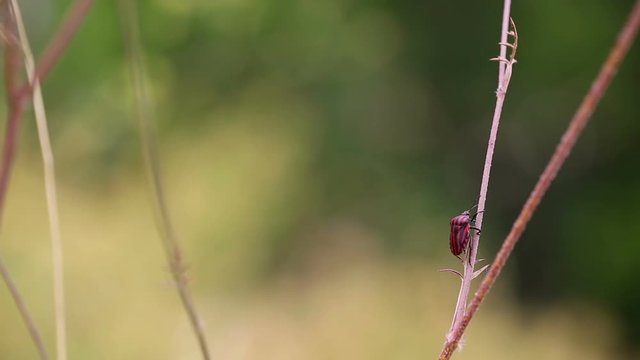 Graphosoma lineatum - red and black striped bug on a plant branch in nature