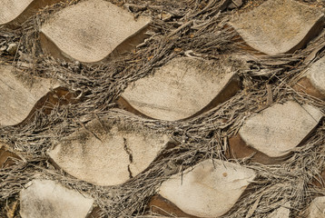 Palm tree trunk detail of the background pattern cut branches