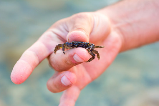 little crab in the men's fingers, selective focus