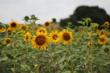 Fototapeta premium Sunflowers