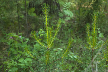 Young pine escapes
