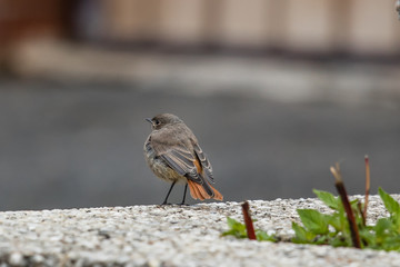 rotschwänzchen