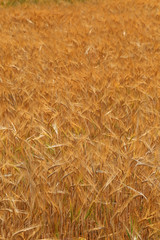 Detail of Barley Spikes