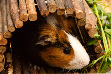 Obraz premium Portrait of a brown guinea pig looking out of a wooden house