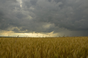 Fototapeta premium Dark storm clouds over the wheat field