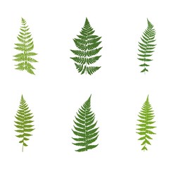 Fototapeta na wymiar Set of six images of ferns. Silhouettes. Vector.
