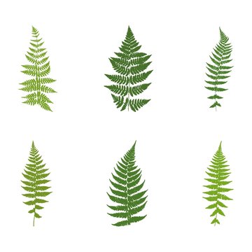 Set of six images of ferns. Silhouettes. Vector.