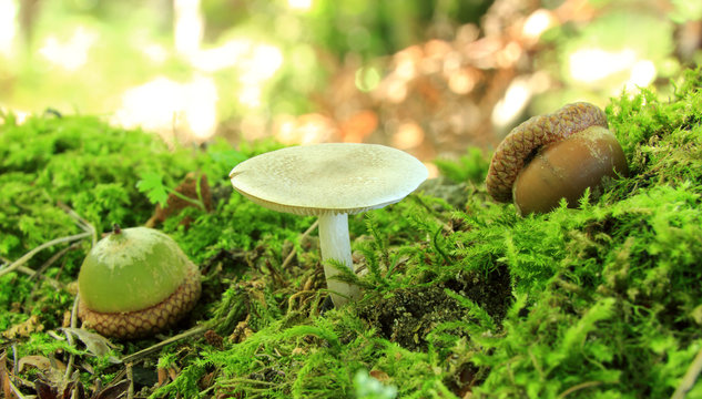 Grzyb i żołędzie w lesie.