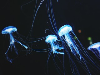 Mysterious Creatures