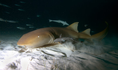 Obraz premium Nurse shark.