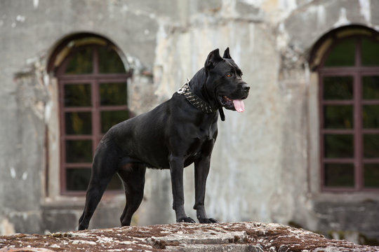 The black dog