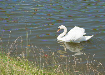 White swan on the pond