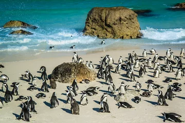 Poster African penguins at Boulders Beacvh, South Africa © Neissl