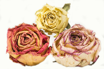Three dry roses, yellow, orange, pink on white background