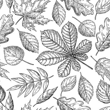 Seamless vector pattern with autumn leaves. Hand drawn detailed