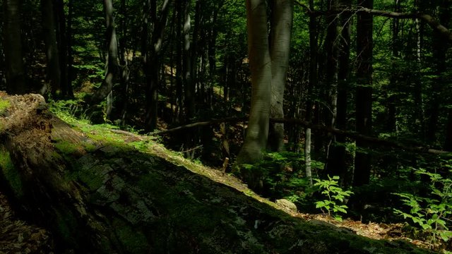 Forest sun beams through trees in old forest, motorized time lapse, high dynamic range imaging 