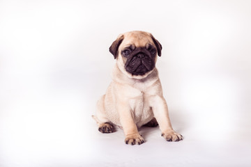 Bright pug puppy sitting at the white background. Horizontal